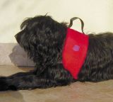Imagen 2 de CANIN